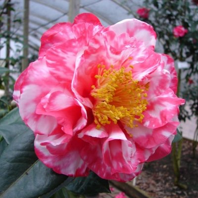 Ray Gentry Variegated